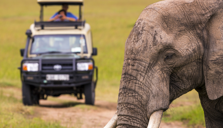 The Ultimate Guide to Planning Your Dream Safari in Kenya