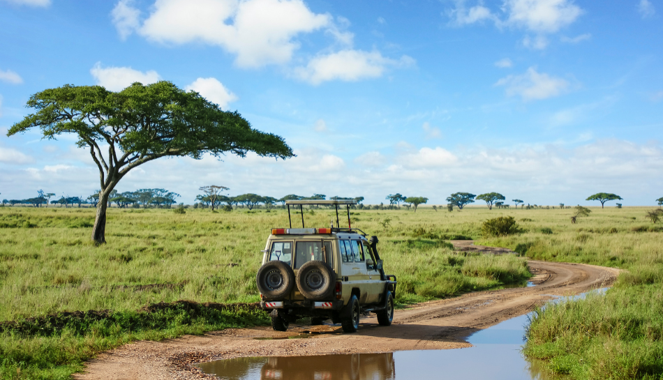 Top 10 Reasons to Choose a Safari in Tanzania