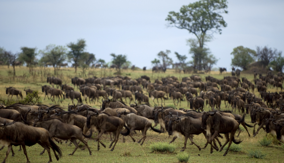 migration in the serengeti