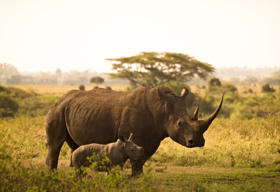 The Big Five in Tanzania: How to Spot Them on Safari