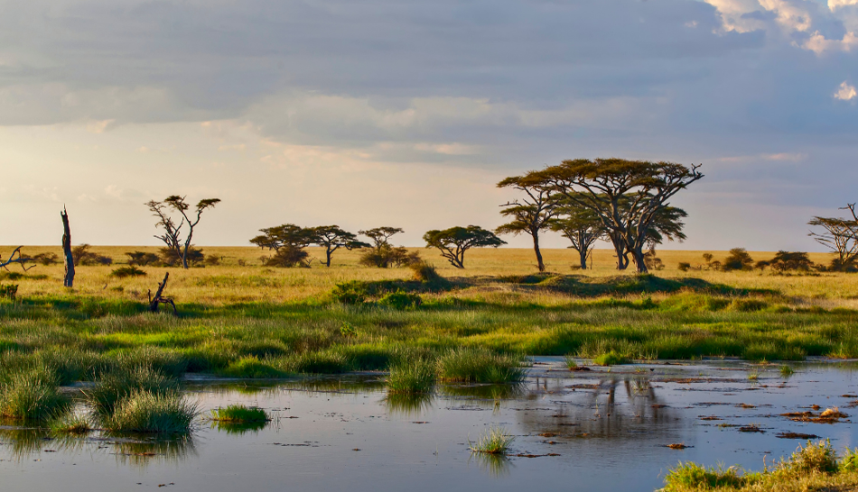 Best Time to Visit Tanzania for an Unforgettable Safari