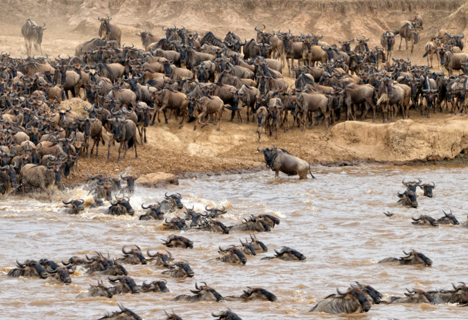 wilderbeat crossing the mara river during the great migration 