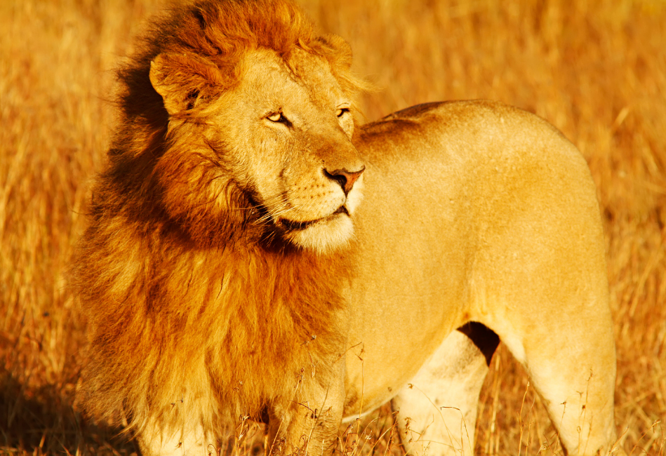 lion in the masai mara